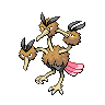 Femelle de Dodrio